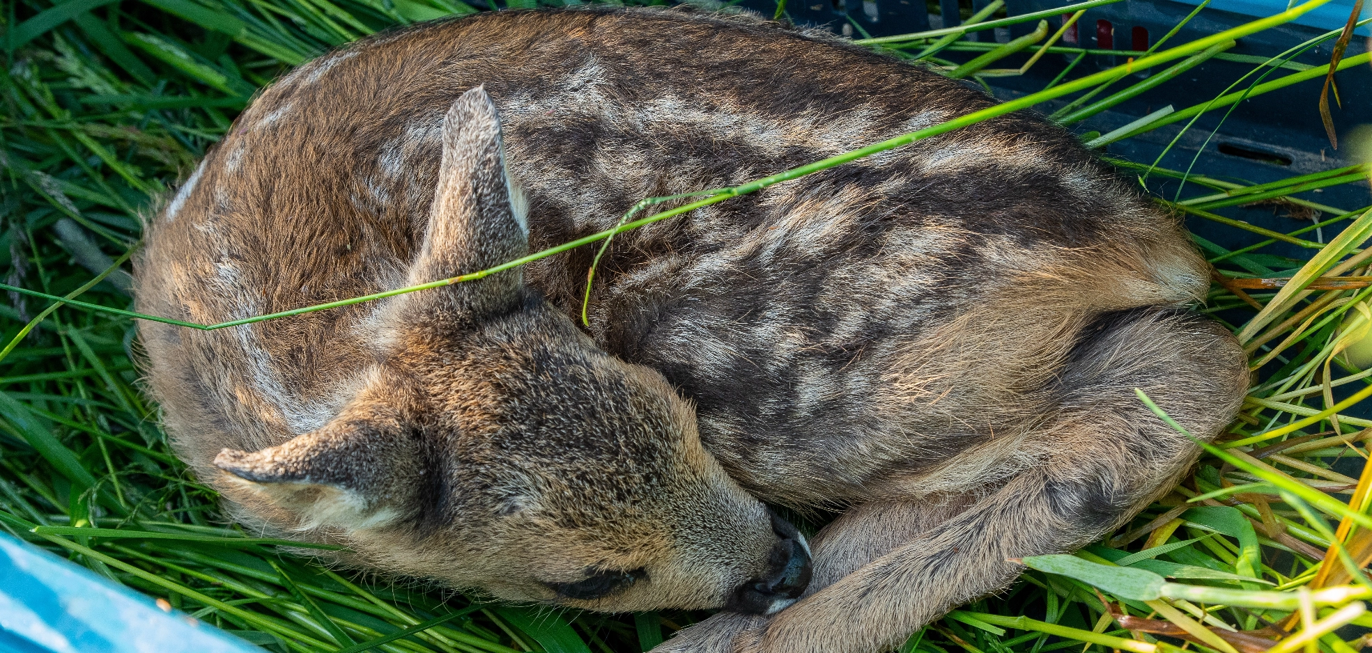 Dorking Wild Animal Recue Centre Wild Animal Recue Centre , Easy Website,  Wildlife emergency care, Free website template,  Wildlife sanctuary refuge, Wildlife rehabilitation, New Website, Better than squarespace, No Coding Website Serving Dorking